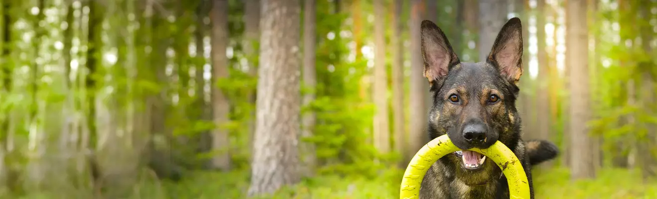 Koirien harrastukset 134