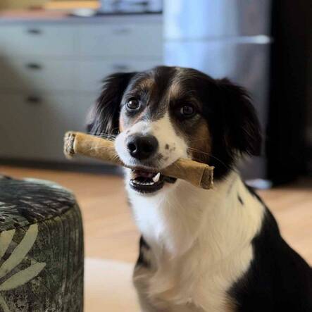 Ozami hevosennahka puruluu 20 cm - Nahkaluut - 5250 - 2