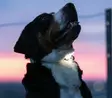 Max & Molly Matrix 2.0 Ultra LED Safety Light huomiovalo jade - Koiran huomiovalot - 6410 - 5