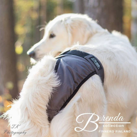 FinNero Brenda Juoksuhousut harmaa XXS - Koiran juoksuhousut ja urosvyöt - 1401 - 2