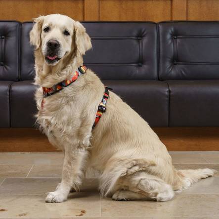 Finnero Camocolor Y-valjas oranssi XS - Koiran valjaat - 3971 - 2