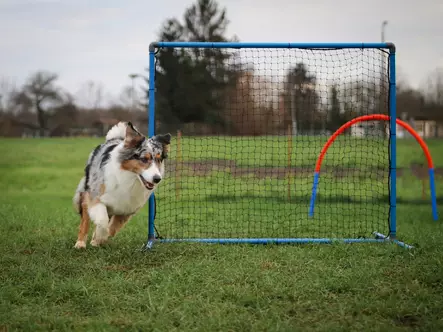 Hoopers veräjä - Esteet - 5781 - 2