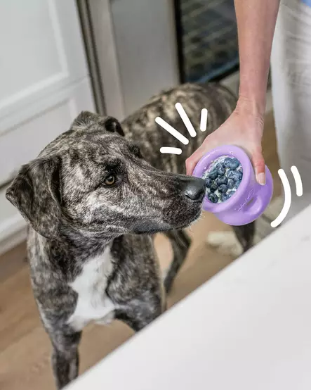 West Paw Puzzle Toppl laventeli S - Koiran aktivointilelut - 6051 - 2