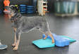 FitPAWS® Ramp tasapainotyyny - Jumppatarvikkeet koiralle - 1921 - 2