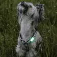 Max & Molly Matrix 2.0 MINI LED Safety Light huomiovalo jade - Koiran valopannat - 6411 - 4