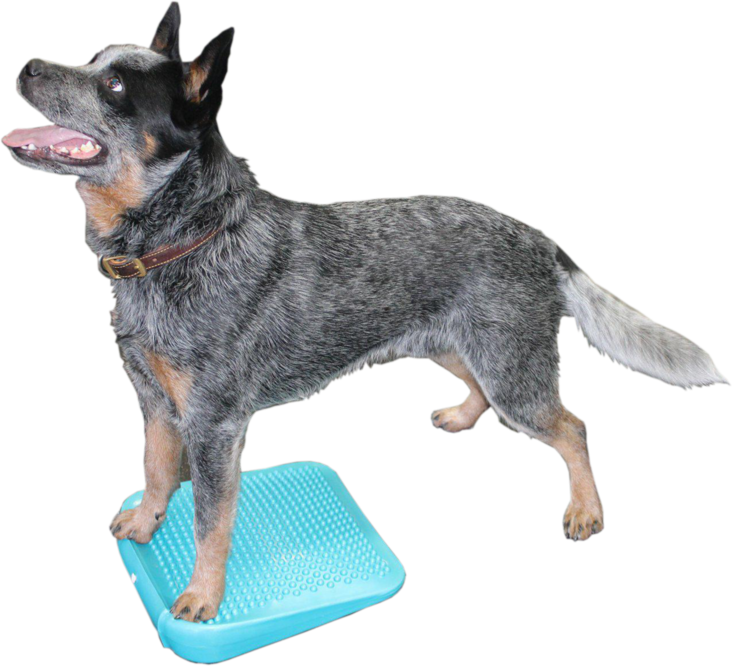 FitPAWS® Ramp tasapainotyyny - Jumppatarvikkeet koiralle - 1921 - 1