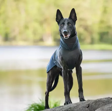 Pomppa JumppaPomppa midnight 28 cm - Koiran takit - 2982 - 2