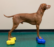 FitPAWS® Mini K9FITbones™ 2 kpl mango - Jumppatarvikkeet koiralle - 1942 - 4