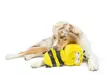 Lulubelless Power Plush Bee pehmolelu pieni - Koiran pehmolelut - 5922 - 3