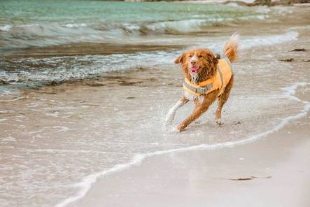 Hurtta Life Savior pelastusliivi 0-5kg - Pelastusliivit - 1913 - 2