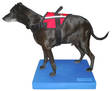 FitPAWS® Balance Pad tasapainoalusta koiralle - Jumppatarvikkeet koiralle - 1943 - 2