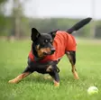 Pomppa JumppaPomppa habanero 28 cm - Koiran takit - 2983 - 2