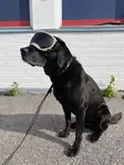 K9 Protect koiran suojalasit musta - Koiran suojalasit - 6083 - 3