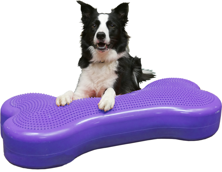 FitPAWS® Iso K9FITbone™ lila - Jumppatarvikkeet koiralle - 1923 - 1
