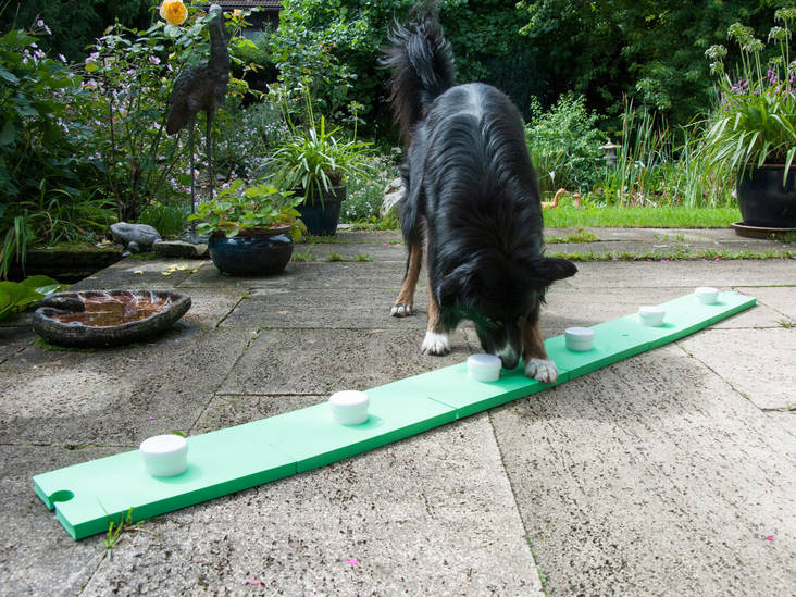 Procyon Nuuskusuora alusta hajuerotteluun - Purkkirata-alustat - 1993 - 1