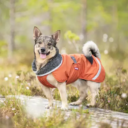 Pomppa PerusPomppa rust 28 cm - Koiran takit - 2984 - 2