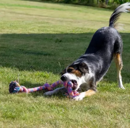 Ozami Big Rope koiran köysilelu kolmella solmulla 63 cm - Muut koiranlelut - 5314 - 2