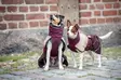 Pomppa ArcticPomppa maroon 31 cm - Koiran takit - 6524 - 2
