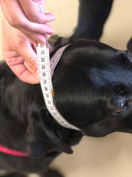 Leuchtie Plus valopanta neon vihreä 35 cm - Koiran valopannat - 4155 - 2