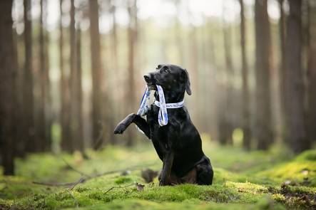 Zayma Finland puolikiristävä kaulapanta 28-35 cm - Koiran tekstiilipannat - 8895 - 2