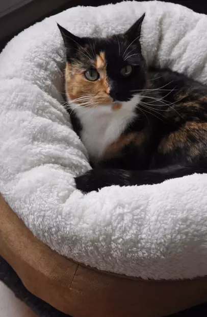 AFP Lambswool Donut Bed harmaa - Koiran pedit ja alustat - 5575 - 2