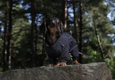 Rukka Pets Thermal Overall SHORT LEGS koiran softshell-haalari musta - Koiran takit - 6495 - 2