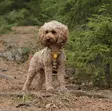 Woolly Wolf Cloudbeam valjas XS - Koiran valjaat - 6315 - 3