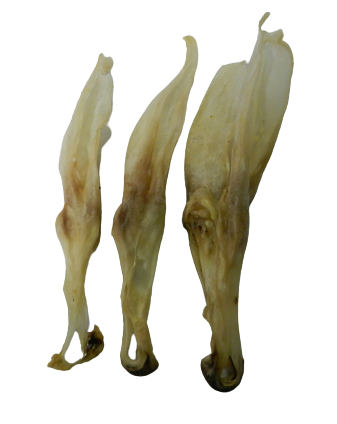 Kuivattu kaninkorva 100 g - Kuivatut herkut - 3565 - 1