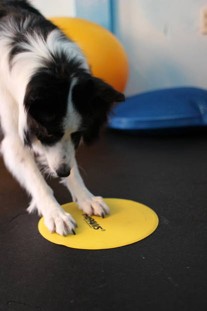 FitPAWS® Targets kosketusalusta keltaine - Jumppatarvikkeet koiralle - 1946 - 2