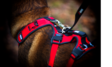 I-DOG Comfort Trek koiran säädettävä valjas XXS - Vetovaljaat - 1626 - 7