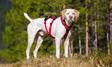 I-DOG Comfort Trek koiran säädettävä valjas XXS - Vetovaljaat - 1626 - 4