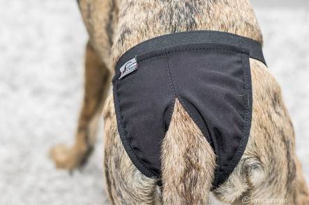 FinNero Basic juoksuhousut XXS - Koiran juoksuhousut ja urosvyöt - 3807 - 2