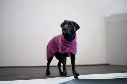 BathPomppa koiran kylpytakki luumu 25-28 cm - Koiran takit - 2587 - 2