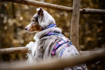 Non Stop Trail Quest Collar Rachel Pohl Edition kaulapanta violetti/pinkki koko S - Koiran tekstiilipannat - 2637 - 2