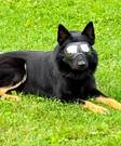 K9 Mask koiran suojalasit keskikokoisille ja isoille koirille - Koiran suojalasit - 1887 - 5