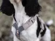 Non Stop Trekking Line Harness CLIP'N sand koko 1 - Koiran valjaat - 6407 - 4