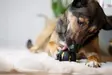 Zeus Chewchasers Treat Ball 7,5 cm koiran aktivointilelu - Koiran kumi- ja lateksilelut - 5617 - 3