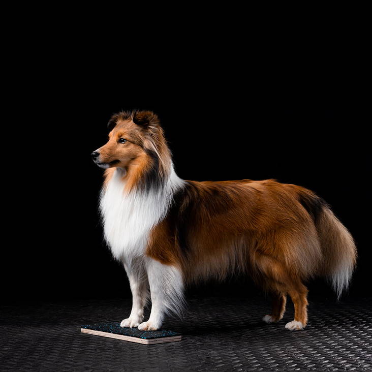 Wooddog Mini targetti kumipäällysteellä - Jumppatarvikkeet koiralle - 1837 - 1