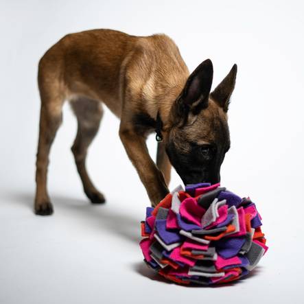 Pompon aktivointipallo hapsuilla navy M - Koiran aktivointilelut - 1718 - 2