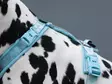 Non Stop Trekking Line Harness CLIP'N ice blue koko 1 - Koiran valjaat - 6408 - 4