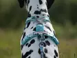 Non Stop Trekking Line Harness CLIP'N ice blue koko 1 - Koiran valjaat - 6408 - 3