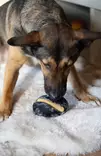Zeus Chewchasers Treat Rugby Ball 12,5 cm koiran aktivointilelu - Koiran kumi- ja lateksilelut - 5618 - 3