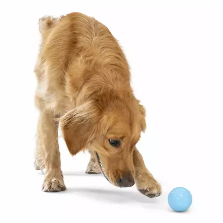 West Paw Boundr large pomppiva pallo - Koiran pallot - 2959 - 2