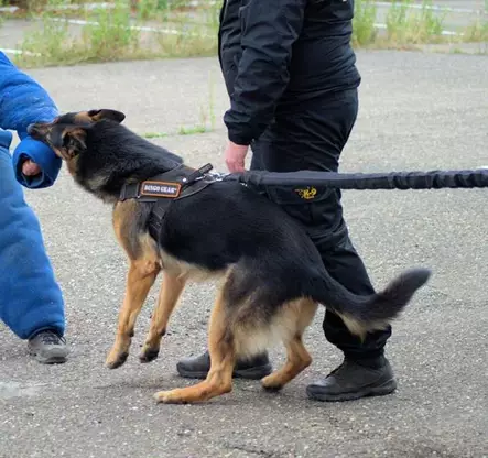 Dingo Gear Tolppaliina joustolla 2 m keskivahva - Koulutusliinat suojelulajeihin - 5699 - 2