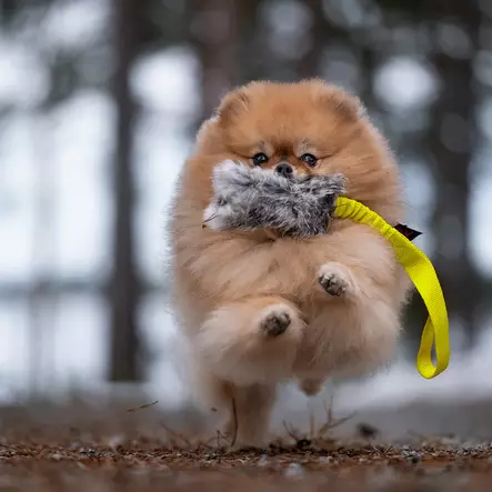 Expander Rabbit kaninkarvapatukka joustokahvalla - Karvalelut - 5409 - 2