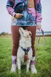 Non Stop Dogwear Trail Quest Leash Rachel Pohl Edition talutin violetti/pinkki 2 m - Koiran tekstiilitaluttimet - 2639 - 2